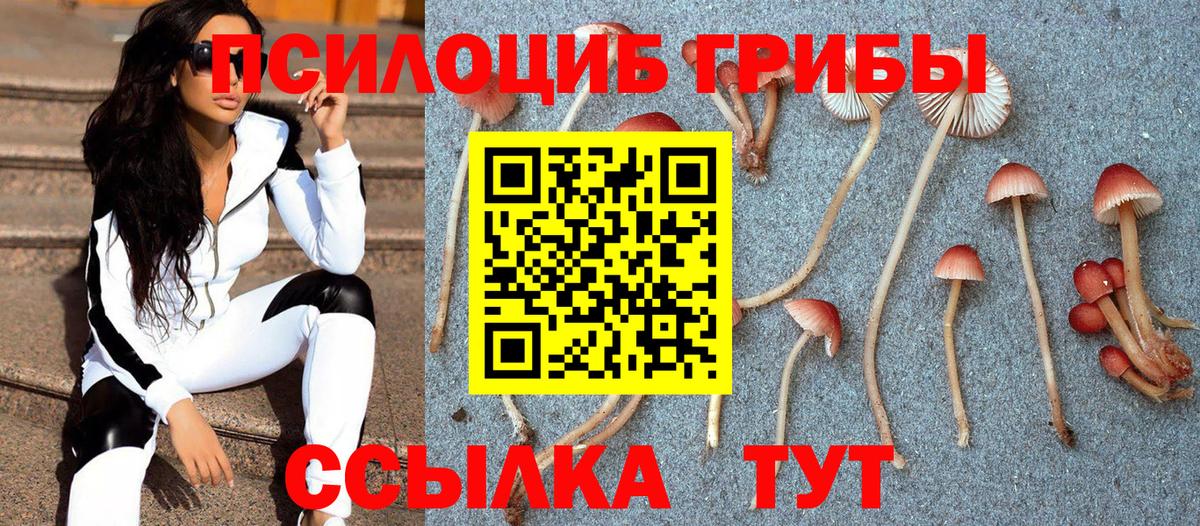 Зерноград  Псилоцибиновые грибы Cubensis  как найти наркотики  Вход с VPN 